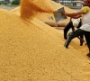 india cancels 25 000mt soymeal export deals