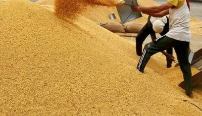 india cancels 25 000mt soymeal export deals