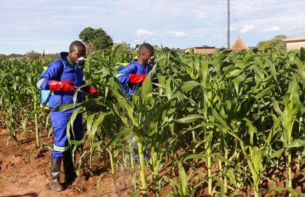 officials spray maize plants affected by armyworms in keembe district zambia january 6 2017 photo reuters