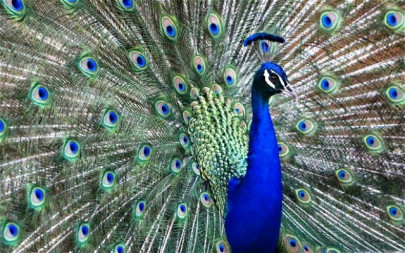 the mute existence and extinction of peacocks