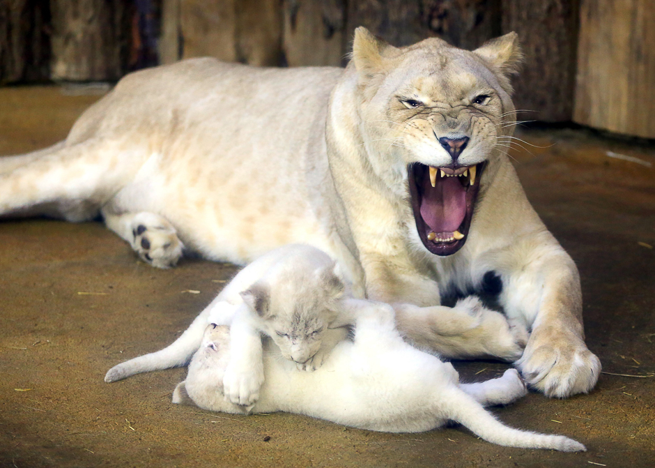 two white lion babies play with their mother quot kiara quot in the zoo in magdeburg eastern germany photo afp