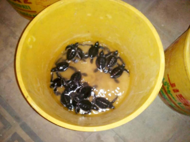 wwf pakistan received several complaints from concerned citizens about the illegal trade of turtles in karachi photos courtesy wwf pakistan wwf pakistan received several complaints from concerned citizens about the illegal trade of turtles in karachi photos courtesy wwf pakistan