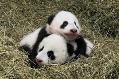 panda twins celebrate half year birthday at vienna zoo