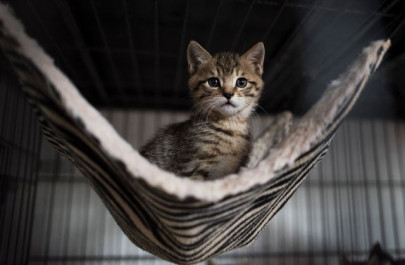 try suffocating kittens indian textbook tells kids try suffocating kittens indian textbook tells kids