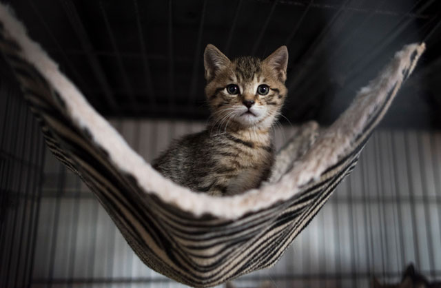 a kitten sits in his enclosure at a buddhist temple in the suburbs of shanghai on december 3 2015 photo afp file