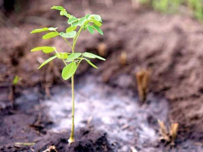 greener punjab govt to plant maximum trees province wide greener punjab govt to plant maximum trees province wide