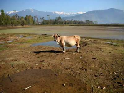 exploring change impact of climate change on humans animals