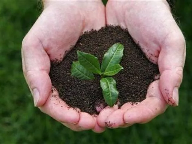 green pakistan 7 000 saplings planted in koral forest green pakistan 7 000 saplings planted in koral forest