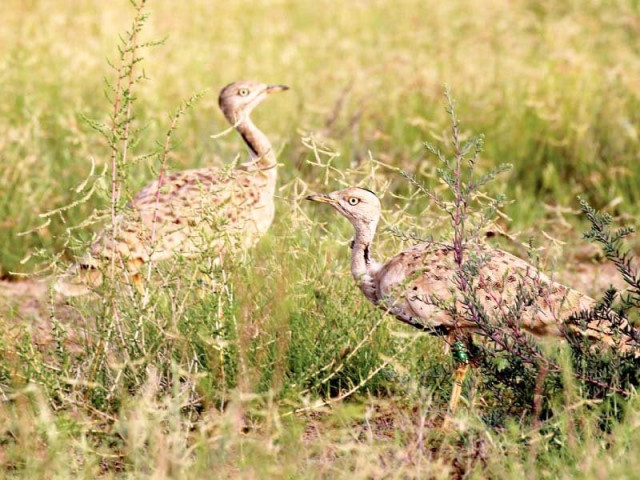 600 captive bred houbaras were released in an enclosure in the lal sohanra national park on march 18 2015 photo houbara foundation international pakistan 600 captive bred houbaras were released in an enclosure in the lal sohanra national park on march 18 2015 photo houbara foundation international pakistan