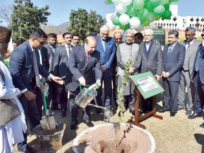 tree plantation pm mounts green day drive tree plantation pm mounts green day drive