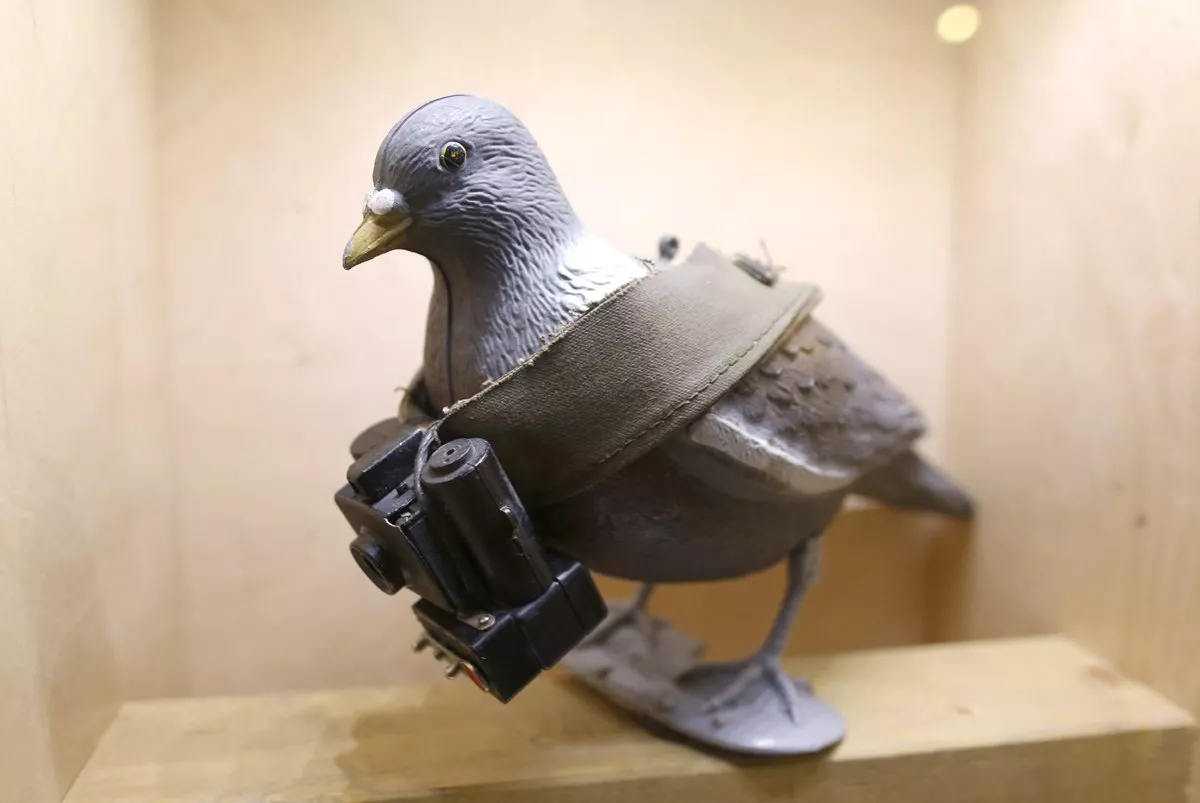 a mock up of a pigeon with a small camera is seen on display at the 039 top secret 039 spy museum in oberhausen july 10 2013 the museum presents various objects devices and gadgets used for spying or related to espionage reuters ina fassbender germany tags society entertainment a mock up of a pigeon with a small camera is seen on display at the 039 top secret 039 spy museum in oberhausen july 10 2013 the museum presents various objects devices and gadgets used for spying or related to espionage reuters ina fassbender germany tags society entertainment