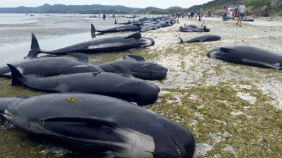 hundreds of whales wash up dead on new zealand beach