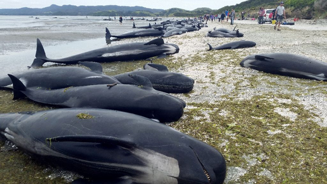 over 400 whales were stranded on a new zealand beach one of the largest beachings recorded with about 70 percent dying before wildlife officers reached the remote location photo afp