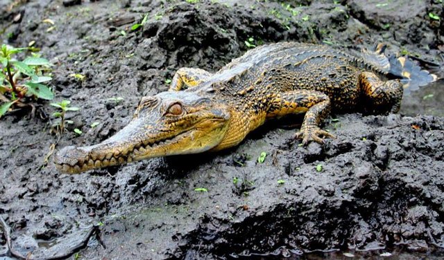 the west african slender snouted crocodile photo courtesy iucn org