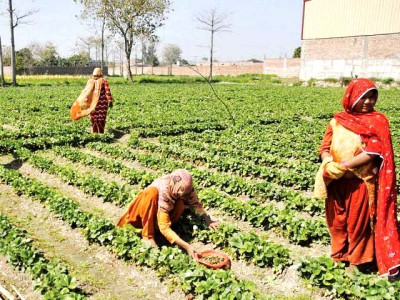 caving in punjab stops collection of agricultural income tax