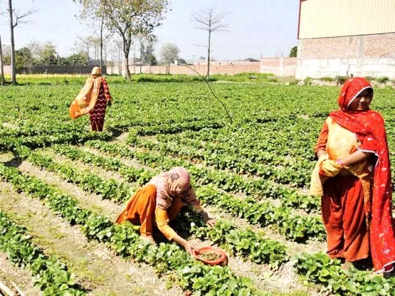 share of agriculture in the economy is about one fifth but its share in total revenue is less than 1 underscoring huge tax evasion in the sector photo file share of agriculture in the economy is about one fifth but its share in total revenue is less than 1 underscoring huge tax evasion in the sector photo file