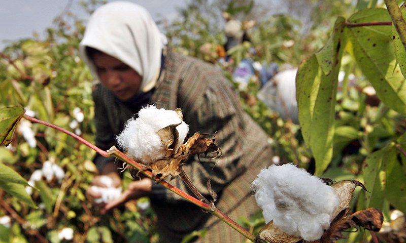 in this photo a farmer collects cotton harvest at a farm photo afp