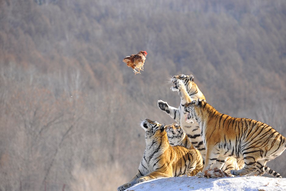 siberian tigers act to catch prey at a siberian tigers breeding base in mudanjiang heilongjiang province china photo reuters