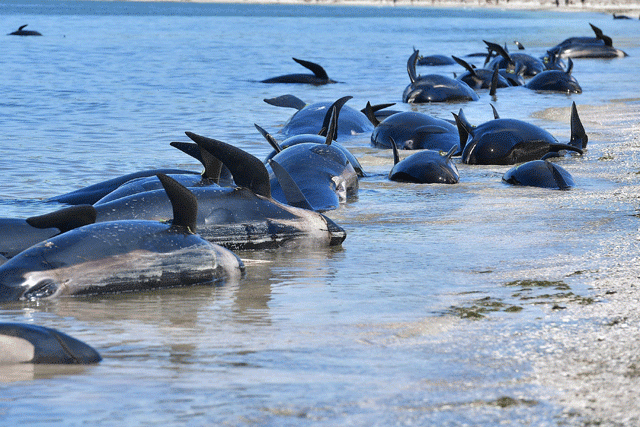 dead pilot whales line the shore during a mass stranding at farewell spit on saturday photo afp dead pilot whales line the shore during a mass stranding at farewell spit on saturday photo afp