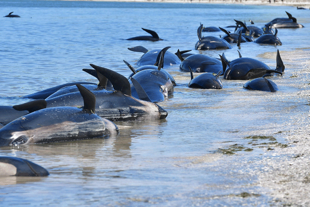 dead pilot whales line the shore during a mass stranding at farewell spit on saturday photo afp