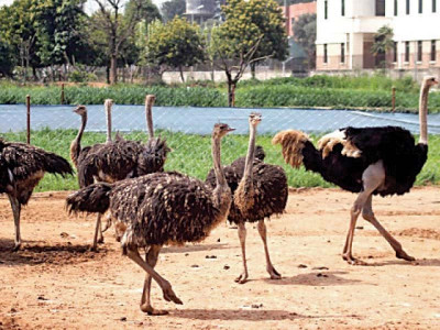 ostrich farming new scheme to supply quality meat