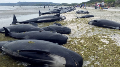 no fresh whale strandings seen in new zealand