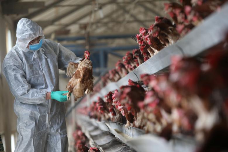 a quarantine researcher checks on a chicken at a poultry farm in xiangyang hubei province china february 3 2017 photo reuters