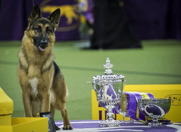 rumor the german shepherd and handler kent boyles pose for photos after winning best in show at the westminster kennel club dog show at madison square garden february 14 2017 in new york city photo afp
