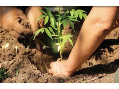 army joins anti polio tree plantation campaigns