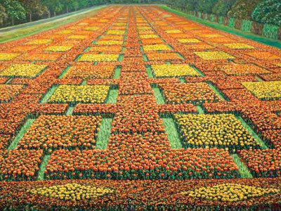 solo exhibition flower carpets of lahore on canvas