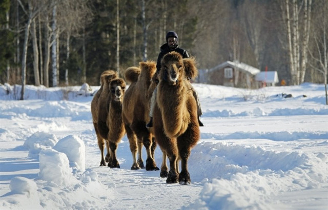 the camel centre granted over sek1 5 million for its construction is being built to create jobs and integrate immigrants into the community photo reuters