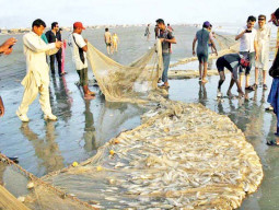 three firms cleared for fish exports to eu