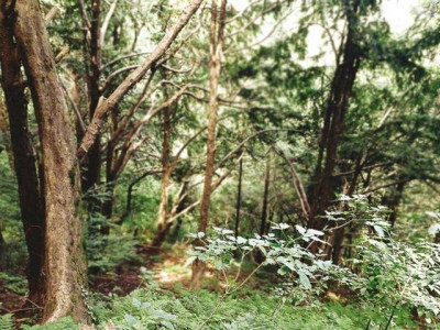 protecting tree cover na panel calls for tackling root causes of deforestation