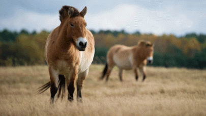 horse diplomacy in full gallop