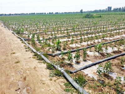 innovative farming punjab encouraging drip irrigation to overcome water scarcity innovative farming punjab encouraging drip irrigation to overcome water scarcity