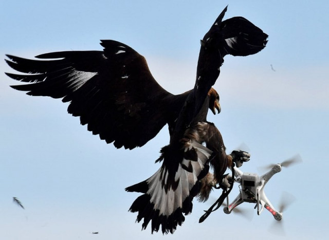 a royal eagle catches a drone during flight during a military exercise at the mont de marsan airbase southwestern france on february 10 2017 photo afp a royal eagle catches a drone during flight during a military exercise at the mont de marsan airbase southwestern france on february 10 2017 photo afp