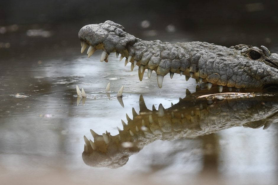 a crocodile crocodylidae is pictured at quot el tronador quot wildlife rescue centre in berlin 107 kilometres southwest of san salvador photo afp