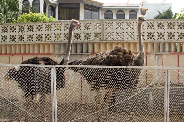 on average ostrich eggs weigh 1 8 kilogrammes each which is equal to about 40 hen eggs photo ayesha mir express on average ostrich eggs weigh 1 8 kilogrammes each which is equal to about 40 hen eggs photo ayesha mir express
