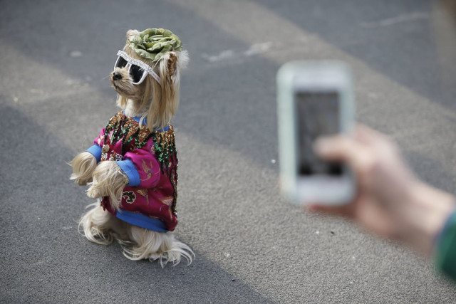 doggy street fashion outside the gucci show milan italy photo afp