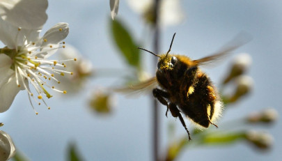 bees can learn to roll a ball for food study