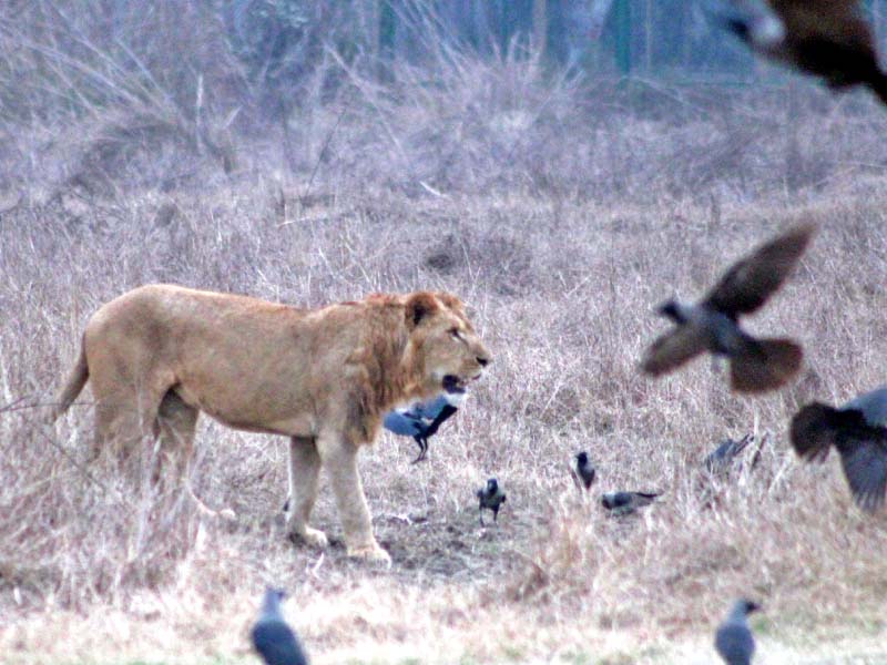 a lioness on the lookout for food in its enclosure an employee of the zoo safari shows different species of parrots a deer grazes in a field at the safari a white tiger walks inside a cage photo abid nawaz express