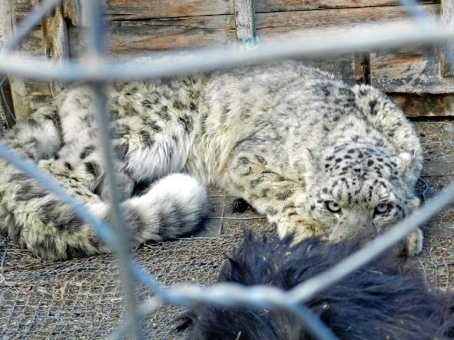 the captured snow leopard is caged in gojal before its release in the wild photo express the captured snow leopard is caged in gojal before its release in the wild photo express