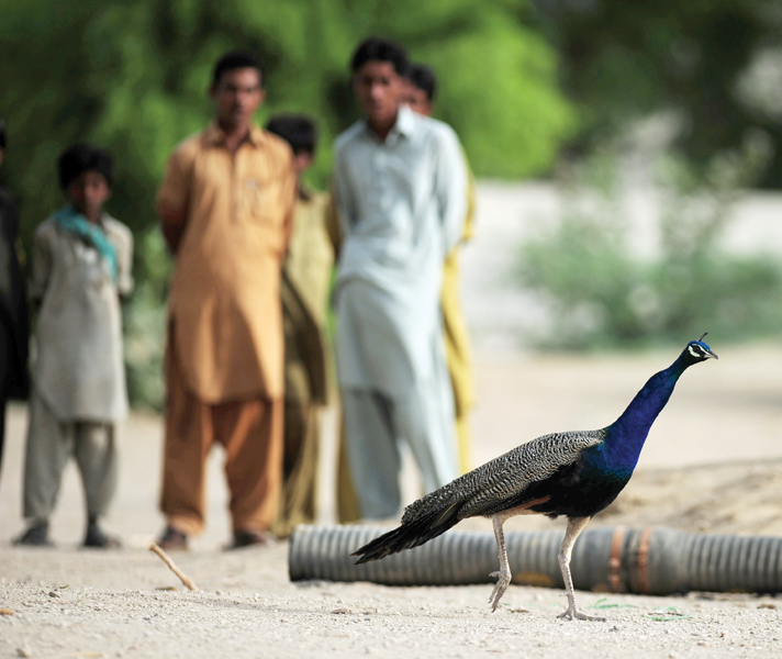 peacocks such as the one pictured above are native to tharparkar several of them have died in the past week as the authorities struggle to find out the cause behind these sudden deaths photo file