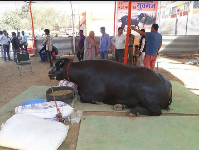 the buffalo is nine years old weighs approximately 730 kgs and is 11 5 feet long and 5 8 feet tall photo toi