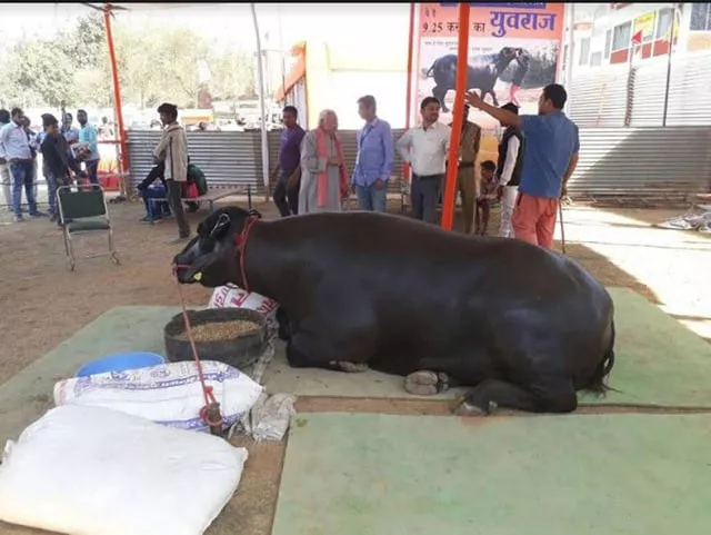 the buffalo is nine years old weighs approximately 730 kgs and is 11 5 feet long and 5 8 feet tall photo toi the buffalo is nine years old weighs approximately 730 kgs and is 11 5 feet long and 5 8 feet tall photo toi