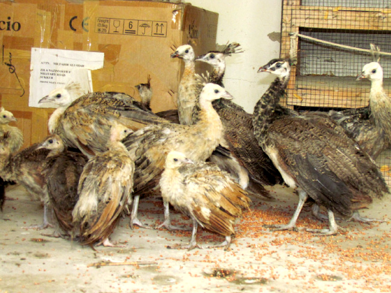 a number of birds died due to ranikhet disease in tharparkar last year