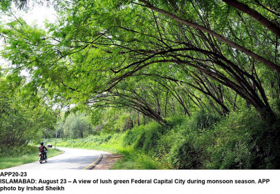 billion tree tsunami over 3 million saplings planted in gallies