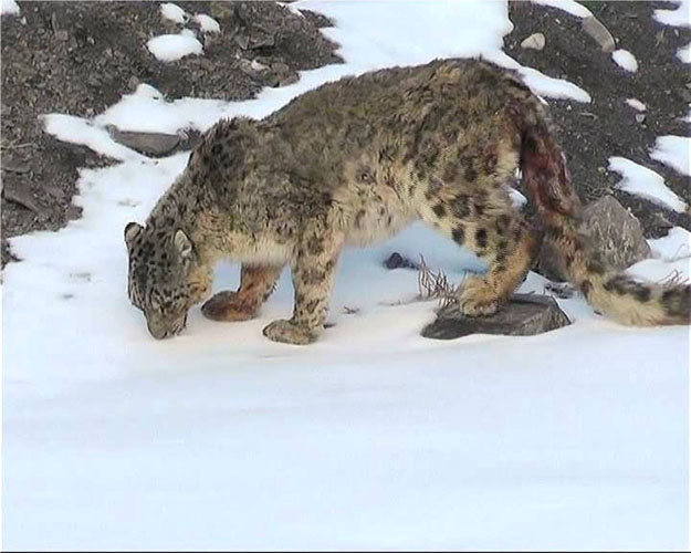 according to a study by wwf pakistan warmer temperatures are shrinking the snow leopard habitat pushing it towards extinction every day with on top of food chain the remaining small and fragmented population of snow leopard is estimated to be between 200 400 in pakistan photo shabbir mir express