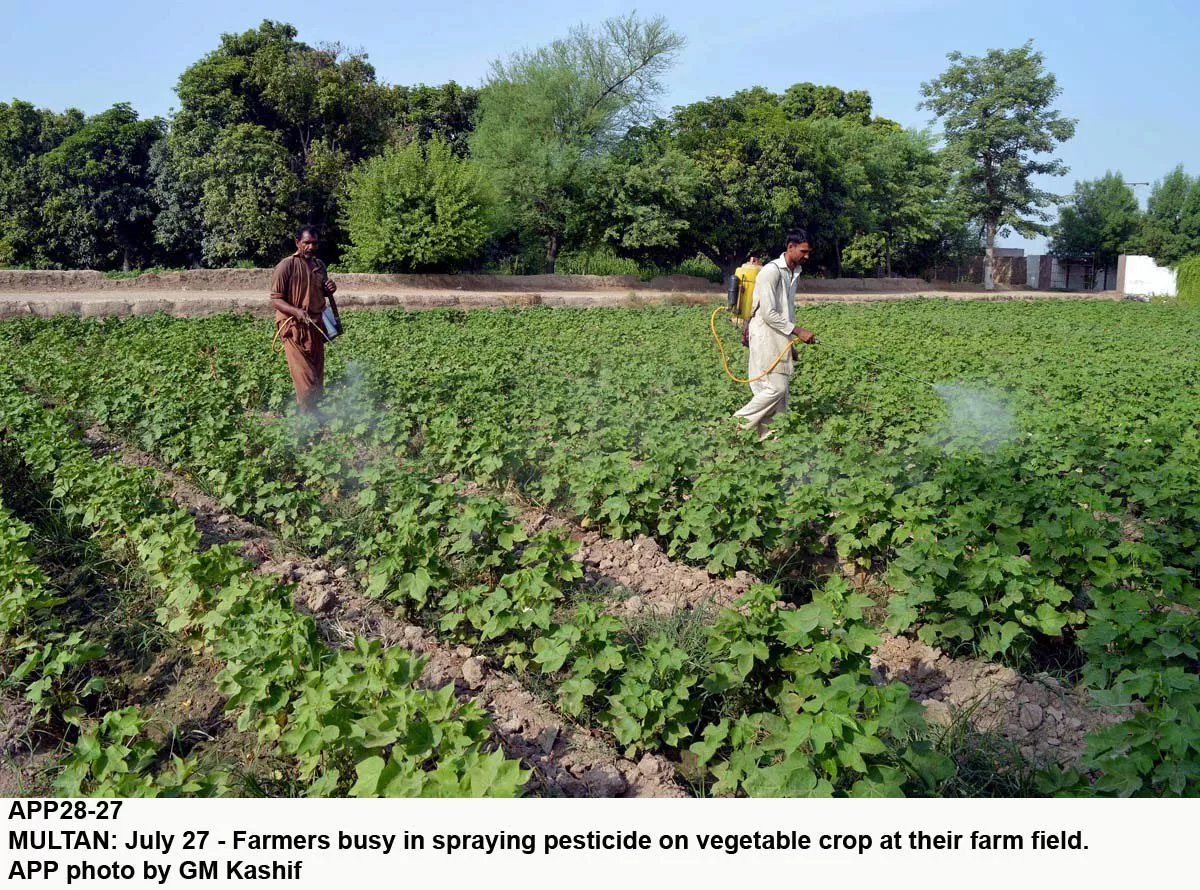 eradication of pests is one of the recommendations for enhanced production of cotton suggested by experts photo express
