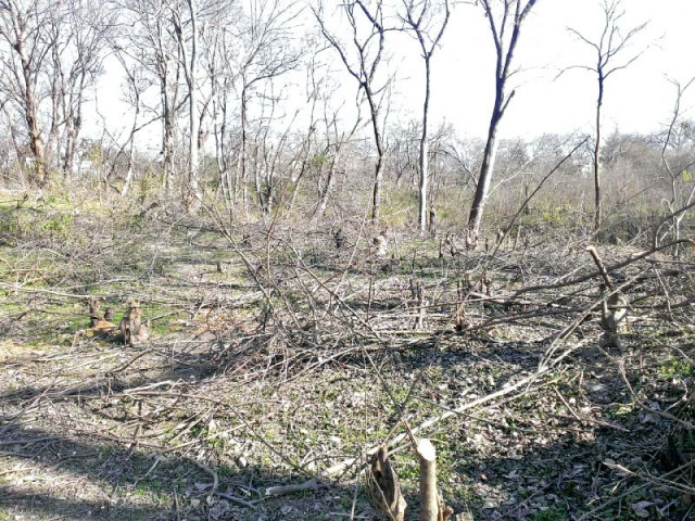 cut tree stumps covered by branches photo express cut tree stumps covered by branches photo express